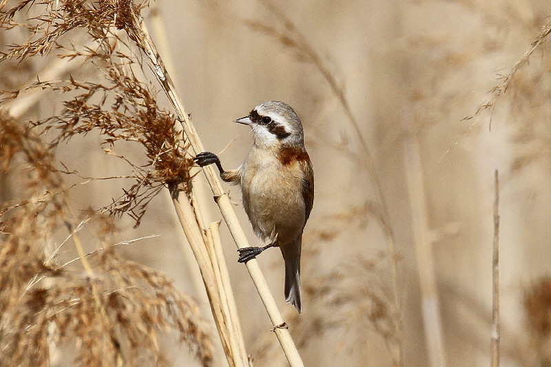 cXK iPO-1j @@Á@s@2019/02/25@Photo by Manda