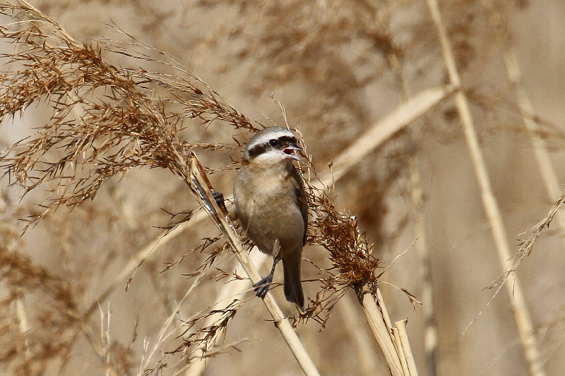 cXK iPO-02j @@Á@s@2019/02/25@Photo by Manda