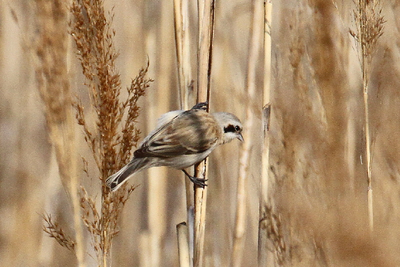 cXK iPO-04j @@Á@s@2019/02/25@Photo by Manda