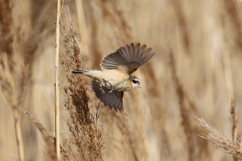 cXK iPO-05j @@Á@s@2019/02/25@Photo by Manda