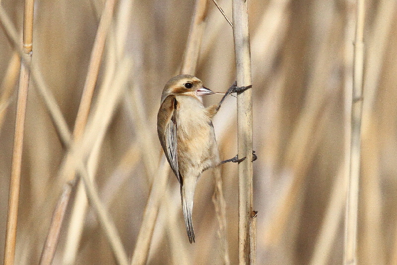 cXK iPO-08j @@Á@s@2019/02/25@Photo by Manda