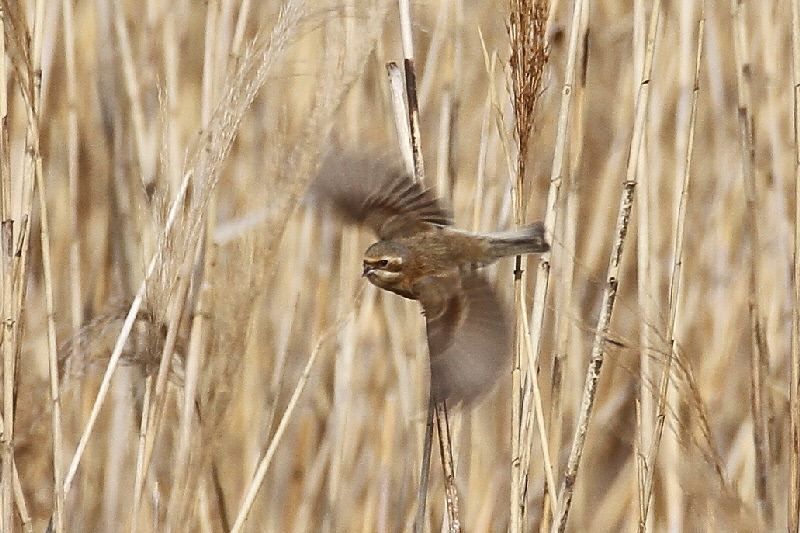 cXK iPO-10j @@Á@s@2019/02/25@Photo by Manda