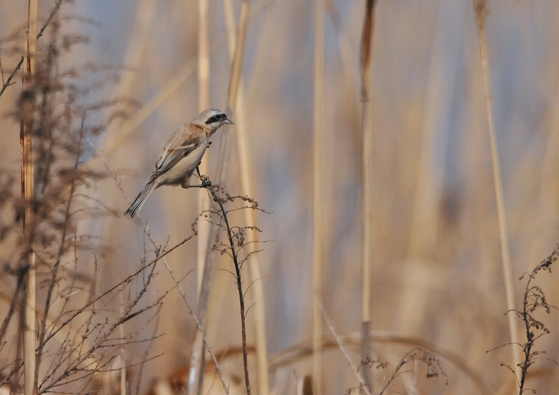 cXK iW-1j@@E݁@s@2016/03/04@Photo by Takase