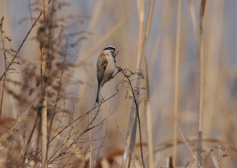 cXK iW-2j@@E݁@s@2016/03/04@Photo by Takase