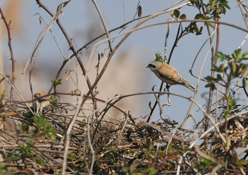 cXK iW-6j@@E݁@s@2016/03/04@Photo by Takase