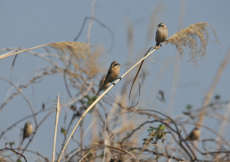 cXK iW-7j@@E݁@s@2016/03/04@Photo by Takase