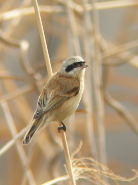 @ cXK @썶݁@s@2007/03/31@Photo by Takayama