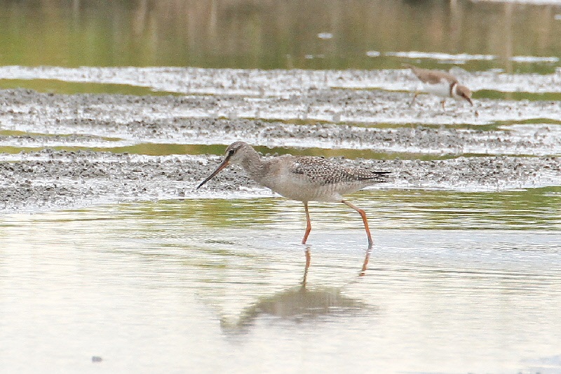 ツルシギ成鳥（８態-1）　巨椋　京都府　2018/10/05　Photo by Manda　（写真提供：　萬田悠二）