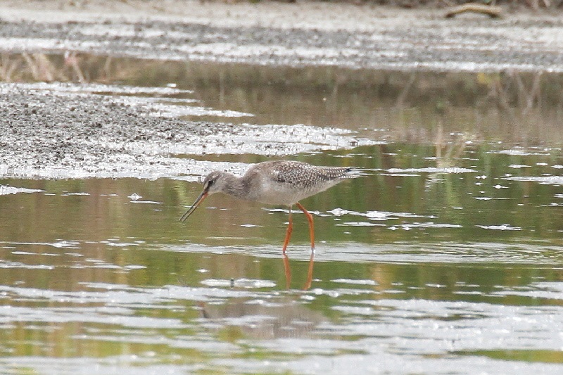 ツルシギ成鳥（８態-2）　巨椋　京都府　2018/10/05　Photo by Manda　（写真提供：　萬田悠二）