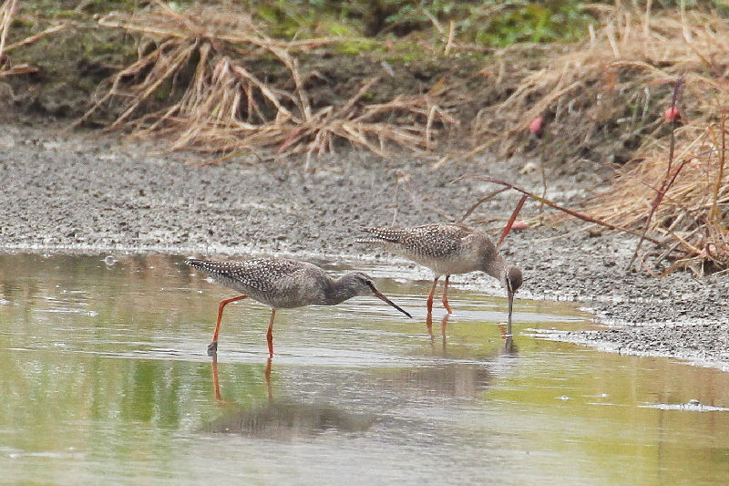 ツルシギ成鳥（８態-5）　巨椋　京都府　2018/10/05　Photo by Manda　（写真提供：　萬田悠二）