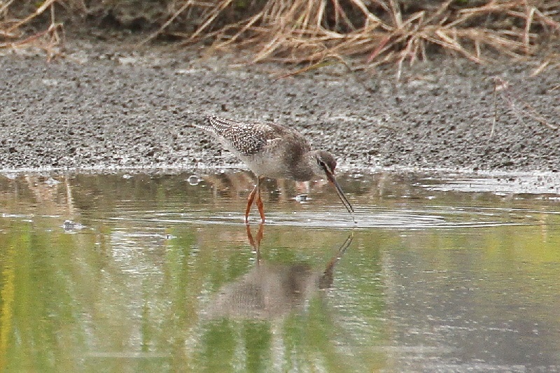 ツルシギ成鳥（８態-7）　巨椋　京都府　2018/10/05　Photo by Manda　（写真提供：　萬田悠二）