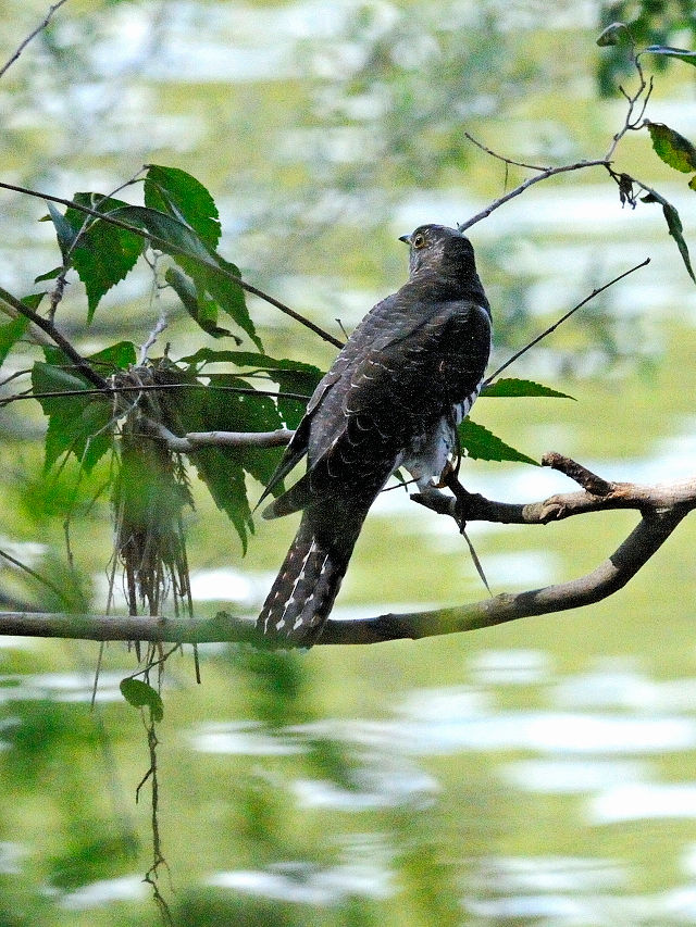 ツツドリ （４態-2）　川北公園　八幡市　2015/10/13　Photo by Kohyuh