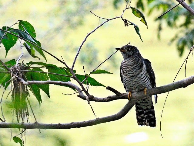 ツツドリ （４態-3）　川北公園　八幡市　2015/10/13　Photo by Kohyuh
