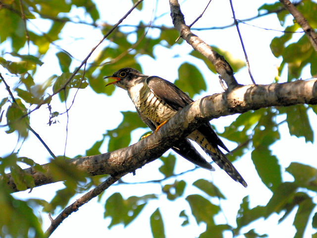 ① ツツドリ　千里南公園　吹田市　2012/09/28　Photo by Kohyuh