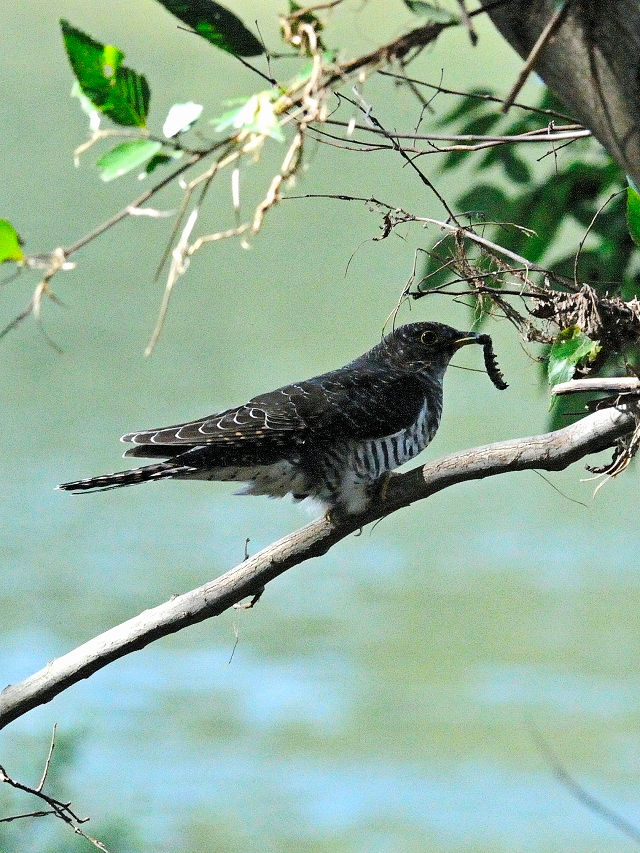 ツツドリ （４態-1）　川北公園　八幡市　2015/10/13　Photo by Kohyuh