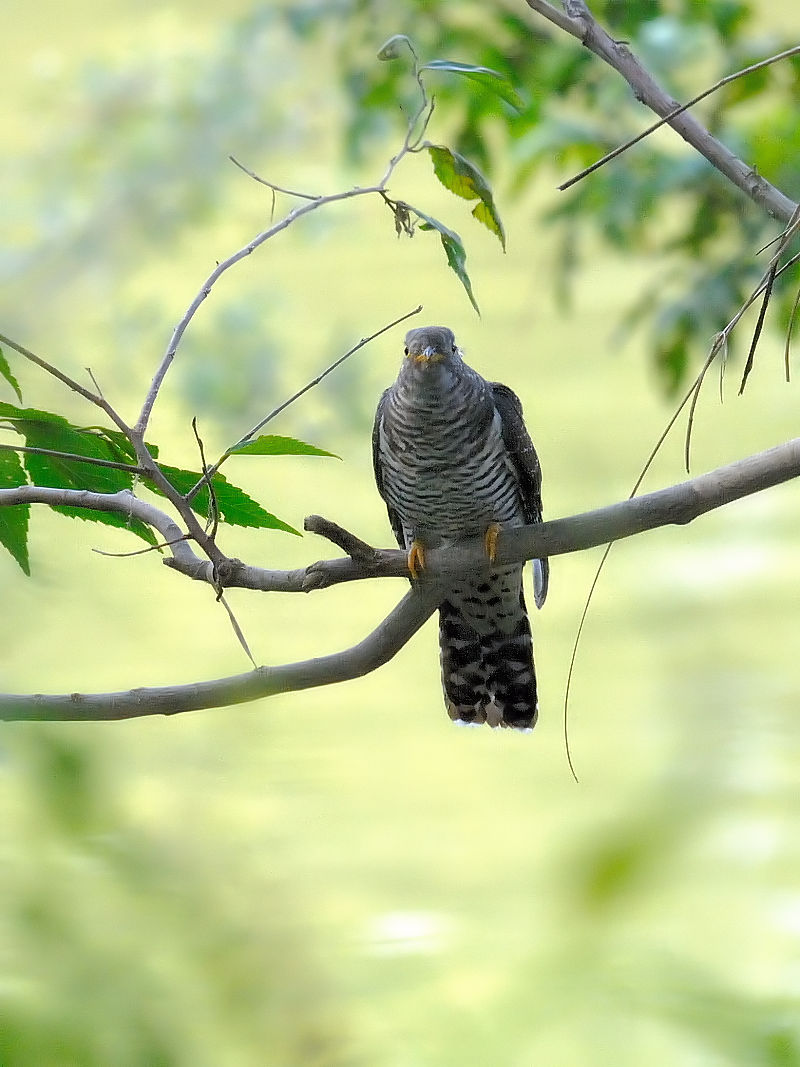 cchiR-1j@k@s@2015/10/13@Photo by Kohyuh