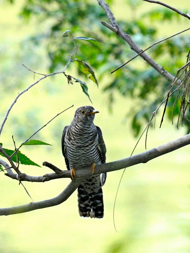 ツツドリ （４態-4）　川北公園　八幡市　2015/10/13　Photo by Kohyuh