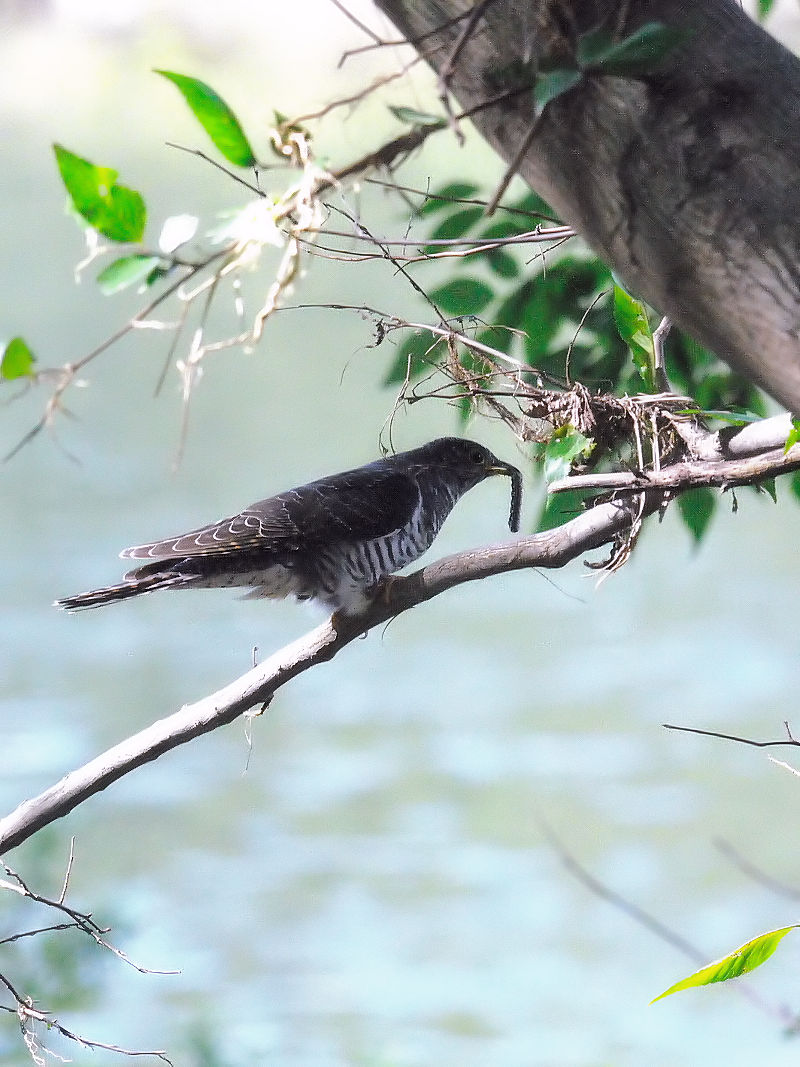 cchiR-2j@k@s@2015/10/13@Photo by Kohyuh