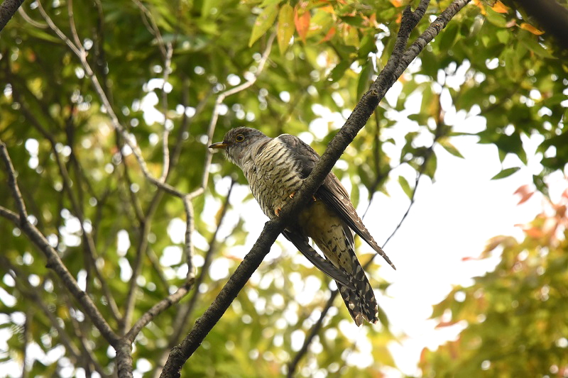 ツツドリ （４態-2）　さくら公園　八幡市　2015/10/10　Photo by Hayashi