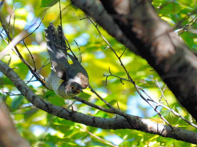 ④ ツツドリ　千里南公園　吹田市　2012/09/28　Photo by Kohyuh