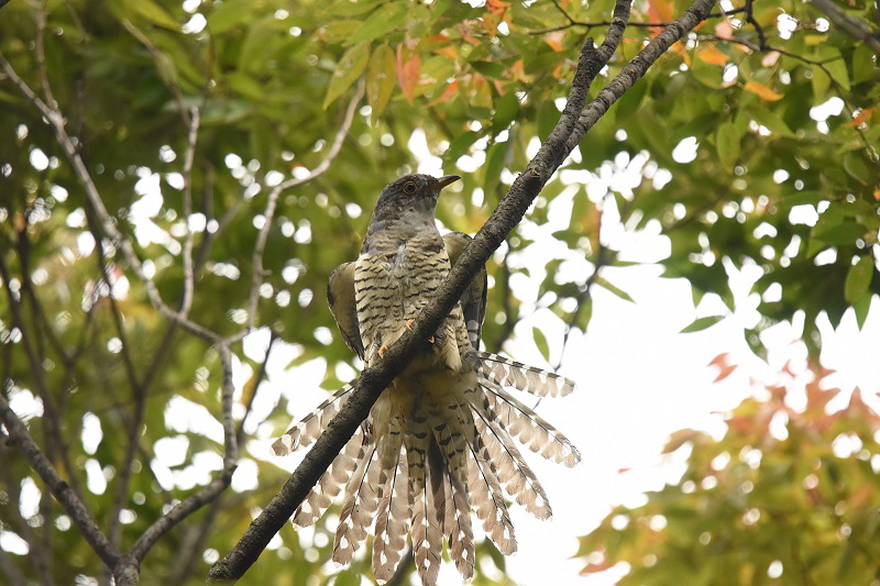 ツツドリ （４態-3）　さくら公園　八幡市　2015/10/10　Photo by Hayashi
