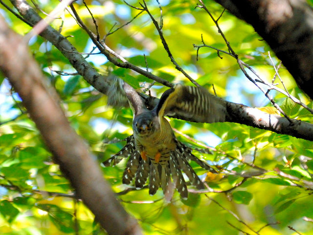⑤ ツツドリ　千里南公園　吹田市　2012/09/28　Photo by Kohyuh