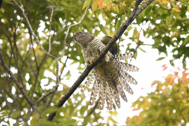 ツツドリ （４態-4）　さくら公園　八幡市　2015/10/10　Photo by Hayashi