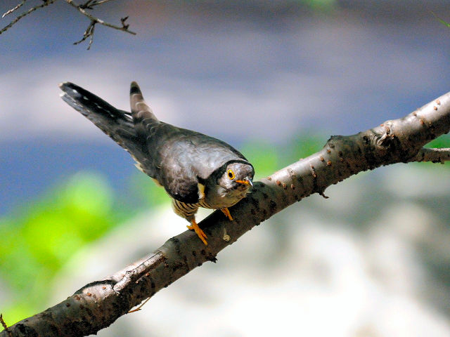 ③ ツツドリ　千里南公園　吹田市　2012/09/28　Photo by Kohyuh