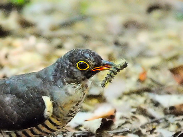 ⑦ ツツドリ　千里南公園　吹田市　2012/09/28　Photo by Kohyuh