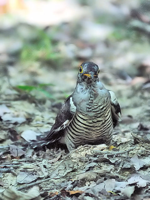 ⑥ ツツドリ　千里南公園　吹田市　2012/09/28　Photo by Kohyuh