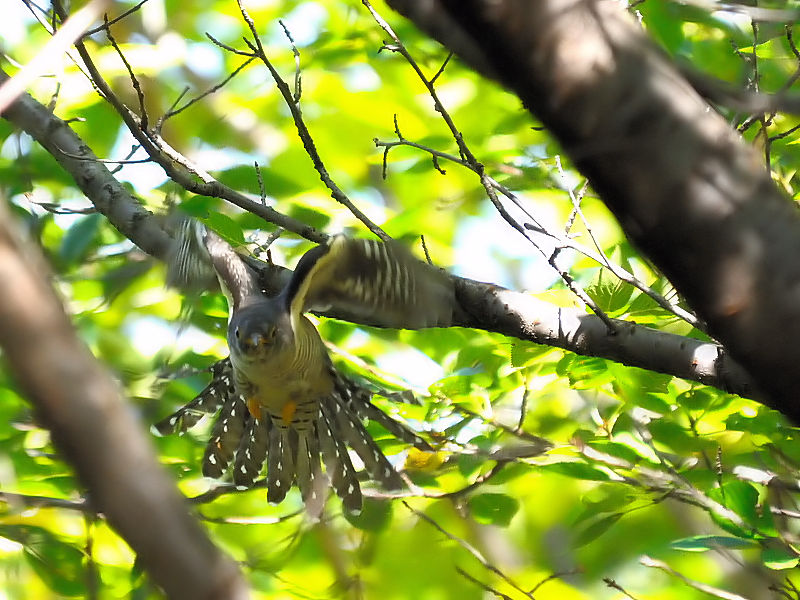 cchiR-2j@痢@cs@2012/09/28@Photo by Kohyuh