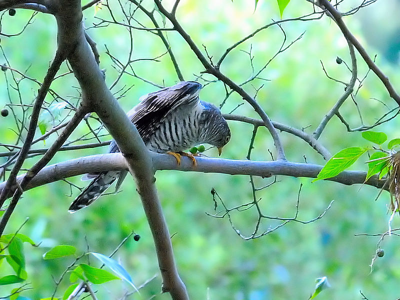 cchiR-3j@k@s@2015/10/13@Photo by Kohyuh