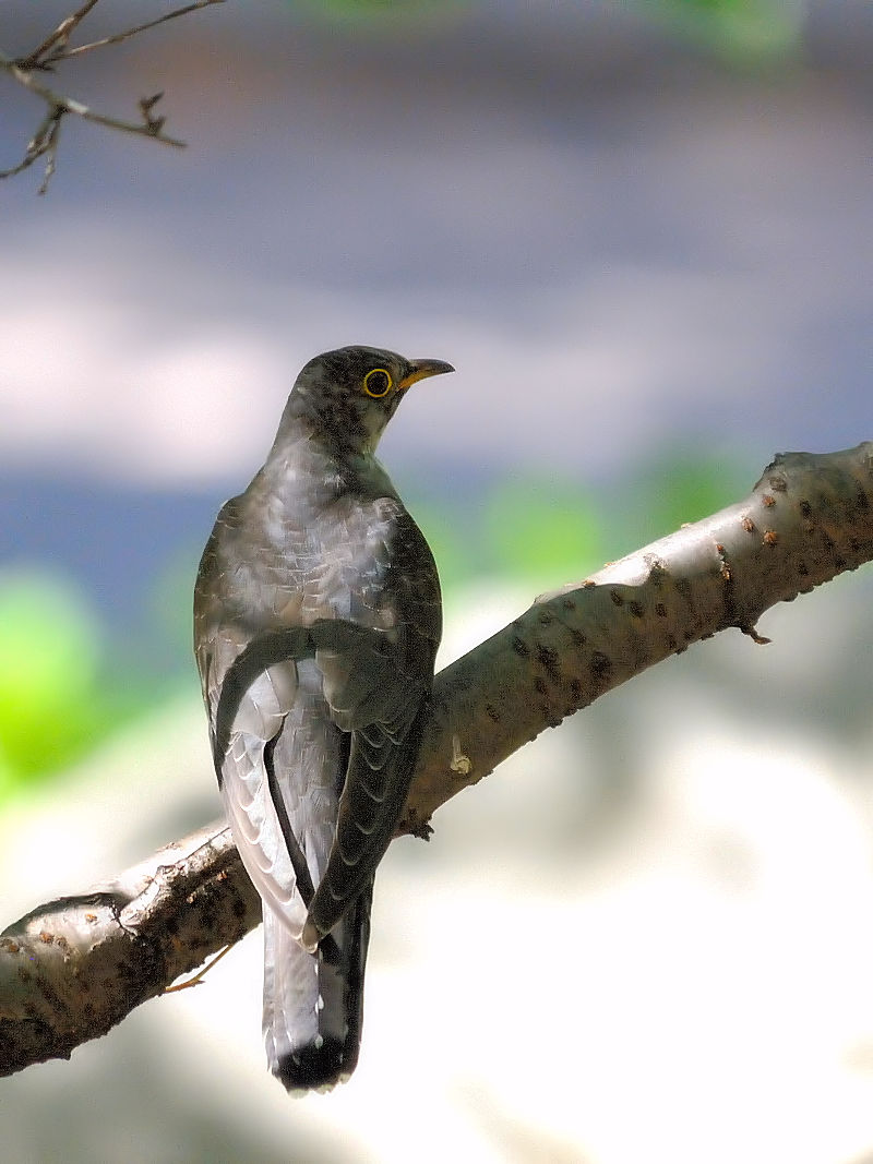 cchiR-3j@痢@cs@2012/09/28@Photo by Kohyuh