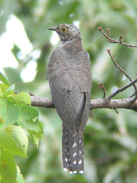 @ cch icj@s@@ 2006/09/30@ Photo by Takayama