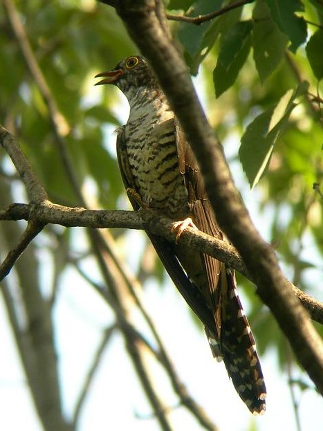 A cch@icj@s@@ 2006/09/30@ Photo by Takayama