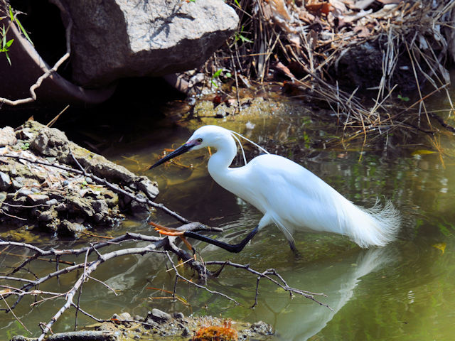 茶臼山の鳥たち(7態-1)  コサギ 茶臼山 大阪市 2019/03/20 Photo by Kohyuh 茶臼山の鳥たち(7態-1)  コサギ 茶臼山 大阪市 2019/03/20 Photo by Kohyuh