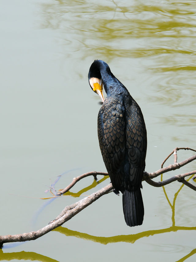 茶臼山の鳥たち(7態-2)  カワウ 茶臼山 大阪市 2019/03/20 Photo by Kohyuh 茶臼山の鳥たち(7態-2)  カワウ 茶臼山 大阪市 2019/03/20 Photo by Kohyuh