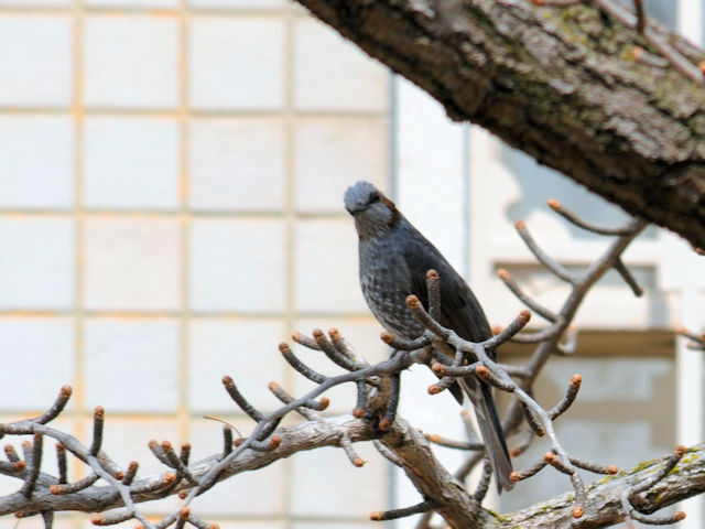 茶臼山の鳥たち(7態-3)  ヒヨドリ 茶臼山 大阪市 2019/03/20 Photo by Kohyuh 茶臼山の鳥たち(7態-3)  ヒヨドリ 茶臼山 大阪市 2019/03/20 Photo by Kohyuh