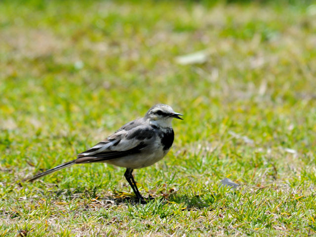 茶臼山の鳥たち(7態-4)  ハクセキレイ若鳥 茶臼山 大阪市 2019/03/20 Photo by Kohyuh 茶臼山の鳥たち(7態-4)  ハクセキレイ若鳥 茶臼山 大阪市 2019/03/20 Photo by Kohyuh