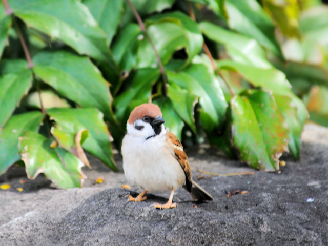 茶臼山の鳥たち(7態-5)  スズメ 茶臼山 大阪市 2019/03/20 Photo by Kohyuh 茶臼山の鳥たち(7態-5)  スズメ 茶臼山 大阪市 2019/03/20 Photo by Kohyuh
