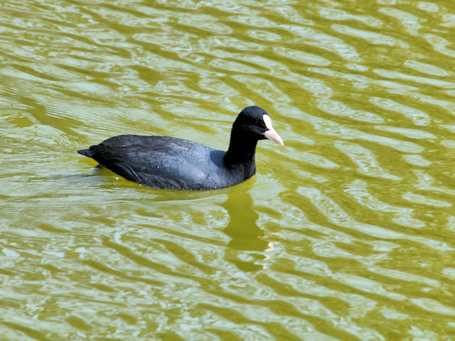 茶臼山の鳥たち(7態-6)  オオバン 茶臼山 大阪市 2019/03/20 Photo by Kohyuh 茶臼山の鳥たち(7態-6)  オオバン 茶臼山 大阪市 2019/03/20 Photo by Kohyuh