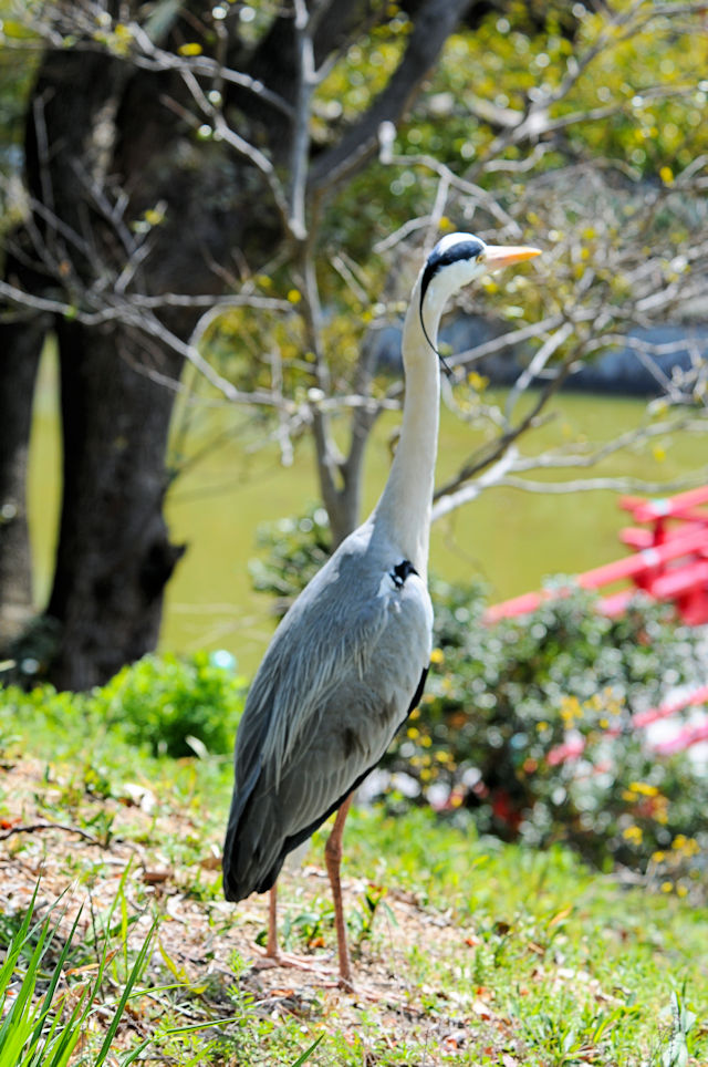 茶臼山の鳥たち(7態-7)  アオサギ 茶臼山 大阪市 2019/03/20 Photo by Kohyuh 茶臼山の鳥たち(7態-7)  アオサギ 茶臼山 大阪市 2019/03/20 Photo by Kohyuh