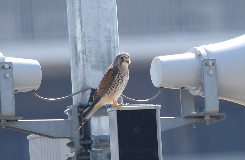 チョウゲンボウ（７態-1）　淀川十三芦原　大阪市　2018/03/14　Photo by Hyashi　（写真提供：　林）