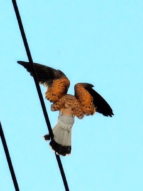 C `EQ{E@@s@h@2010/11/30@ Photo by Kohyuh