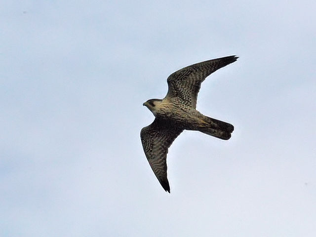 E `EQ{E@@s@ՊC@2013/11/28@ Photo by Kohyuh