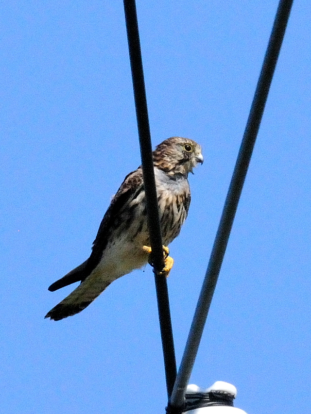 `EQ{E @@iR-1j@h@s@2014/09/27@ Photo by Kohyuh