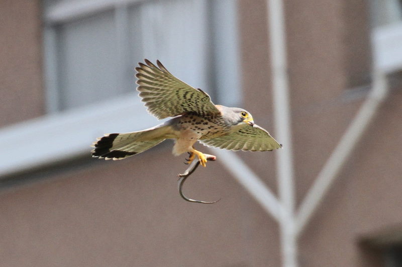 チョウゲンボウ（４態-1）　中津の河川敷　大阪市　2017/03/28　Photo by Manda 　（写真提供：　萬田）