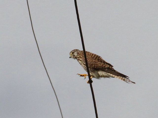 `EQ{E̔ї@iR-1j@J@s@2014/10/06@ Photo by Manda