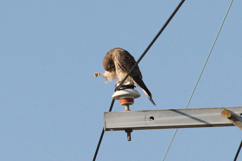 `EQ{E@O[@iU-1j@J@s@2014/10/29@ Photo by Manda