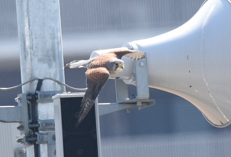 チョウゲンボウ（７態-2）　淀川十三芦原　大阪市　2018/03/14　Photo by Hyashi　（写真提供：　林）
